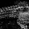 Cuban Crocodile by Jonas Luis