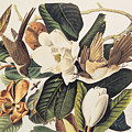 Cuckoo On Magnolia Grandiflora by John James Audubon Cuckoo On Magnolia Grandiflora by John James Audubon