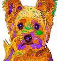 Cupcake the Yorkie. Pet Series Digital Art by Rafael Salazar Cupcake the Yorkie. Pet Series Digital Art by Rafael Salazar