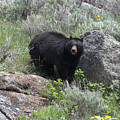 Curious Black Bear Photograph by Frank Madia Curious Black Bear Photograph by Frank Madia