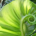 Curly Leaf Photograph by Amy Fose Curly Leaf Photograph by Amy Fose