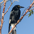 Currawong Photograph by Werner Padarin Currawong Photograph by Werner Padarin