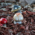 Cluster of Toadstools in Fairy Garden by Colleen Cornelius Cluster of Toadstools in Fairy Garden by Colleen Cornelius