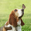 Cute dog with butterfly on his nose Photograph by Jelena Jovanovic Cute dog with butterfly on his nose Photograph by Jelena Jovanovic
