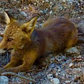 Cute Fox Friend  by Colette V Hera Guggenheim