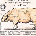 Cuts of Pork Drawing by French School Cuts of Pork Drawing by French School