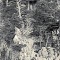Cypress Strewn Cliff, Carmel Bay, Point Lobos, State Park Carmel, California Digital Art by Kathy Anselmo Cypress Strewn Cliff, Carmel Bay, Point Lobos, State Park Carmel, California Digital Art by Kathy Anselmo
