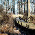 Cyprus Pier Reelfoot Lake Photograph by Veronica Batterson Cyprus Pier Reelfoot Lake Photograph by Veronica Batterson