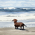 Dachshund at the Beach Painting by David Rogers Dachshund at the Beach Painting by David Rogers