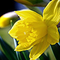 Daffodil Flower Photo Photograph by Gwen Gibson Daffodil Flower Photo Photograph by Gwen Gibson