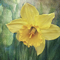 Daffodils in Bloom Photograph by Gwen Gibson Daffodils in Bloom Photograph by Gwen Gibson