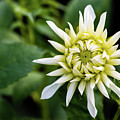 Dahlia Cactus Tall White Photograph by Torbjorn Swenelius Dahlia Cactus Tall White Photograph by Torbjorn Swenelius