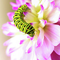 Dahlia with Caterpillar Photograph by Amanda Mohler Dahlia with Caterpillar Photograph by Amanda Mohler