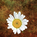 Daisy Bug Photo Bomb Wall Art Photograph by Gwen Gibson Daisy Bug Photo Bomb Wall Art Photograph by Gwen Gibson