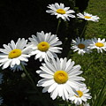 Daisy Marguerite by Lyssjart Inc Daisy Marguerite by Lyssjart Inc