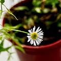 Daisy or What. Photograph by Elena Perelman Daisy or What. Photograph by Elena Perelman