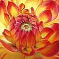 Dahlia Painting by Lynne Pittard Dahlia Painting by Lynne Pittard