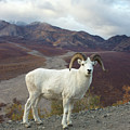 Dalls Sheep in Denali Photograph by Yva Momatiuk John Eastcott Dalls Sheep in Denali Photograph by Yva Momatiuk John Eastcott