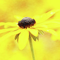Dance of Joy Photograph by Anita Pollak Dance of Joy Photograph by Anita Pollak