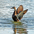 Dancing Duck by Carol Groenen Dancing Duck by Carol Groenen