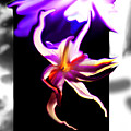 Dancing Flower Digital Art by Joe Hoover Dancing Flower Digital Art by Joe Hoover