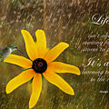 Dancing In the Rain Print Photograph by Gwen Gibson Dancing In the Rain Print Photograph by Gwen Gibson