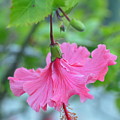 Dancing Lady Pink Hibiscus Photograph by Amy Fose Dancing Lady Pink Hibiscus Photograph by Amy Fose