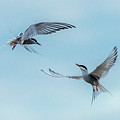 Dancing Terns Photograph by Torbjorn Swenelius Dancing Terns Photograph by Torbjorn Swenelius