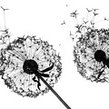 Dandelion Silhouette by Julia Gavin