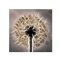 Dandelion Triptych Photograph by Louis Dallara