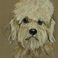Dandie by Cori Solomon Dandie by Cori Solomon