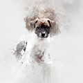 Danish Swedish Farmdog by Marika Lindelof Danish Swedish Farmdog by Marika Lindelof