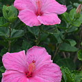 Dark Pink Hibiscus Duo Photograph by Amy Fose Dark Pink Hibiscus Duo Photograph by Amy Fose