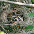 Daydreaming Photograph by Gina Fitzhugh Daydreaming Photograph by Gina Fitzhugh