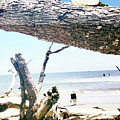 Daydreams and Driftwood by Seth Weaver Daydreams and Driftwood by Seth Weaver