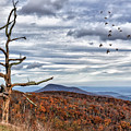 Dead Tree At Skyline Drive Photograph by Lois Bryan Dead Tree At Skyline Drive Photograph by Lois Bryan