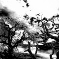 Deadwood by Charleen Treasures Deadwood by Charleen Treasures