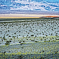Death Valley Super Bloom Photograph by George Buxbaum Death Valley Super Bloom Photograph by George Buxbaum