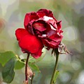 December Rose #12 by Brian Gryphon