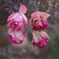 December Rose #263 by Brian Gryphon