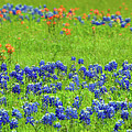 Decorative Texas Bluebonnet Meadow Photo A32517 Photograph by Mas Art Studio