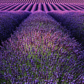 Deep purple Photograph by Jorge Maia