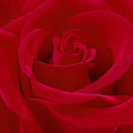 Deep Red Rose Photograph by Mike McGlothlen Deep Red Rose Photograph by Mike McGlothlen