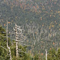 Deeper Into Forest Photograph by Allen Nice-Webb Deeper Into Forest Photograph by Allen Nice-Webb