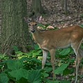 Deer 7414 by Michael Peychich Deer 7414 by Michael Peychich
