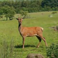 Deer calf. Photograph by Elena Perelman Deer calf. Photograph by Elena Perelman