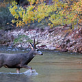 Deer Crossing River Photograph by Wesley Aston Deer Crossing River Photograph by Wesley Aston