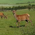 Deers on a hill pasture. Photograph by Elena Perelman Deers on a hill pasture. Photograph by Elena Perelman