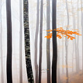 Delicate Forest Photograph by Evgeni Dinev Delicate Forest Photograph by Evgeni Dinev