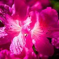 Delight In Creation by Karen Wiles Delight In Creation by Karen Wiles